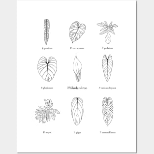 Philodendron Posters and Art